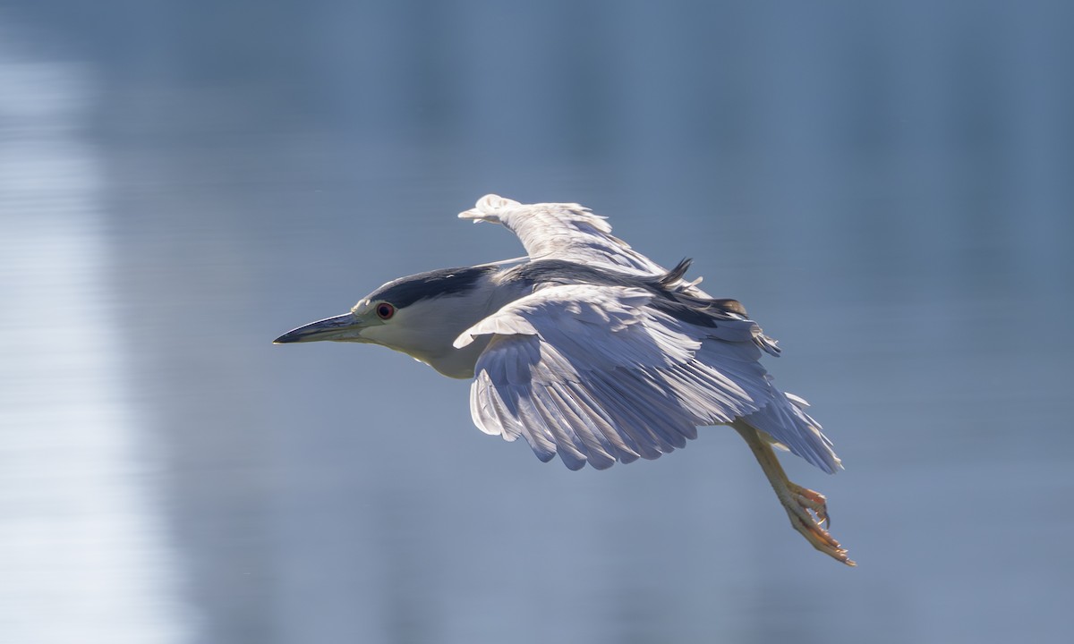 Bihoreau gris - ML646823386