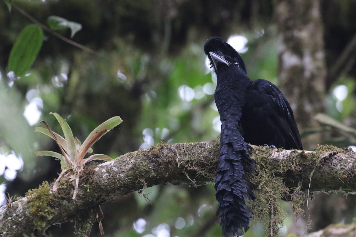 Эквадорская зонтичная птица - ML646823389