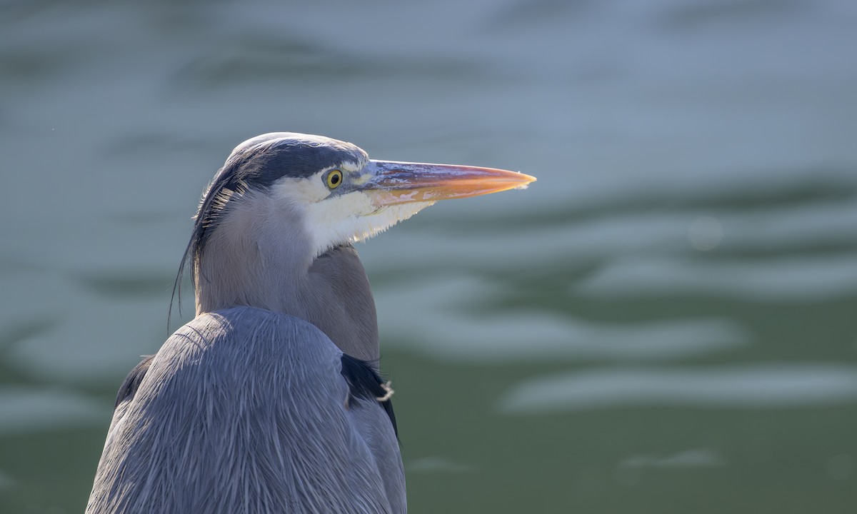 Grand Héron - ML646823390