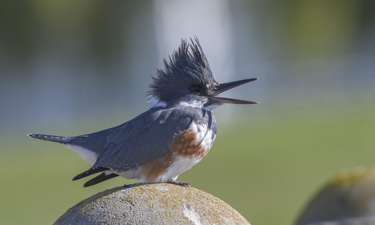 Martin-pêcheur d'Amérique - ML646823395