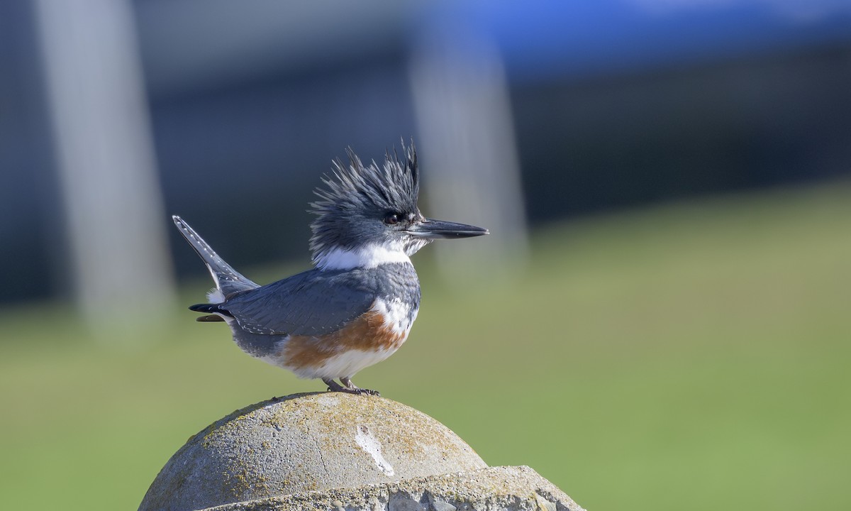 Martin-pêcheur d'Amérique - ML646823396