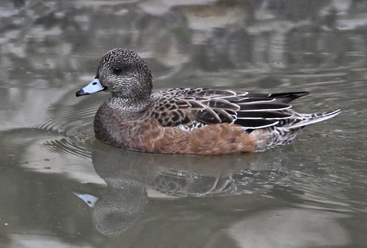 Canard d'Amérique - ML646823398