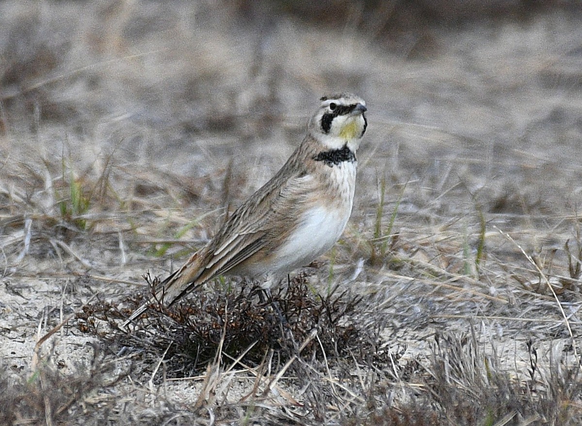 Horned Lark - ML646823399