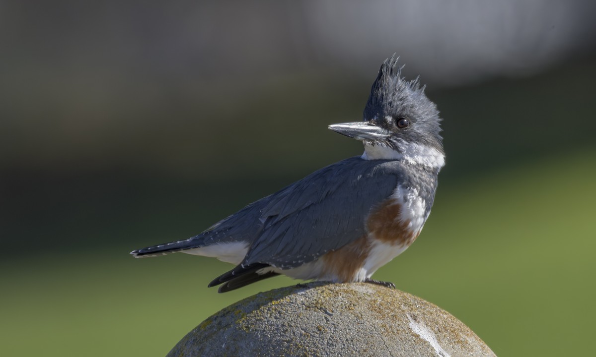Martin-pêcheur d'Amérique - ML646823401