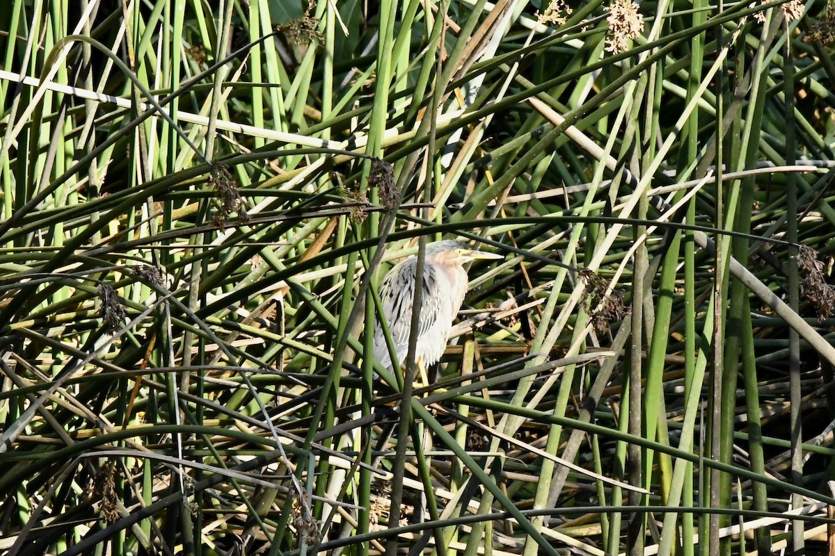 Airone verde - ML646823402