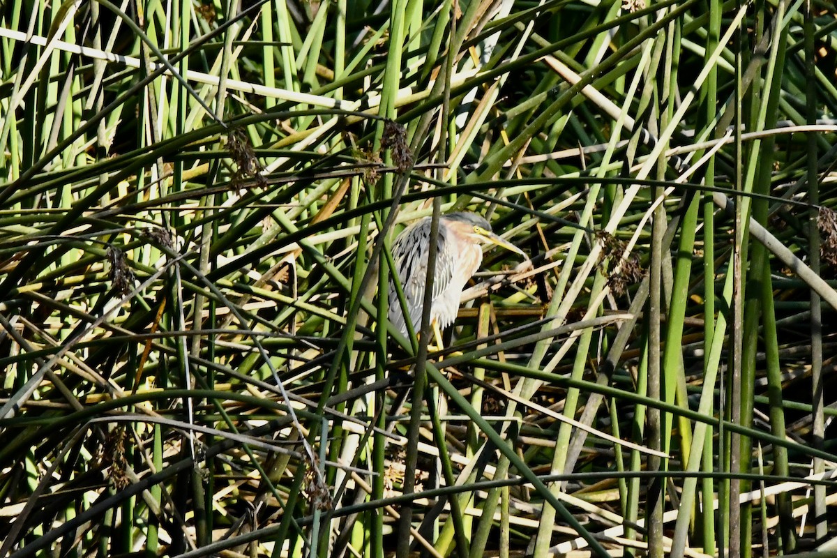 Airone verde - ML646823403