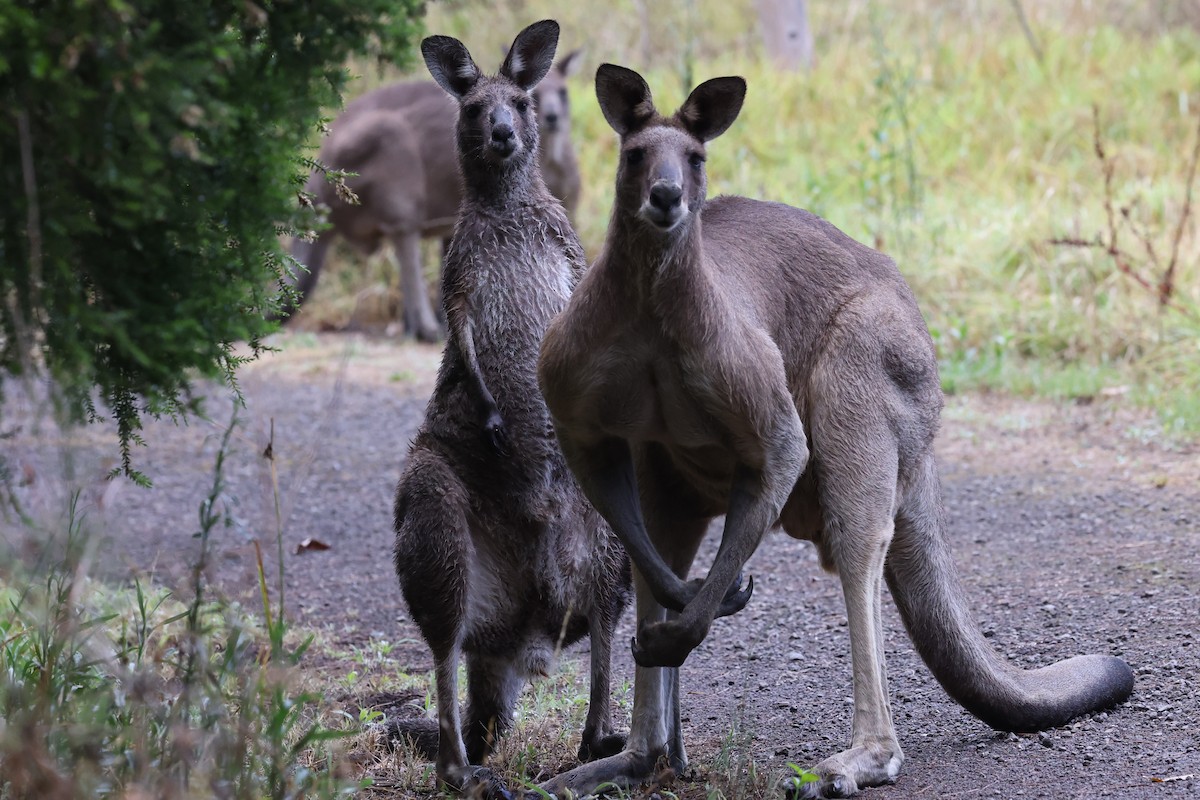 Animals - ML646823406