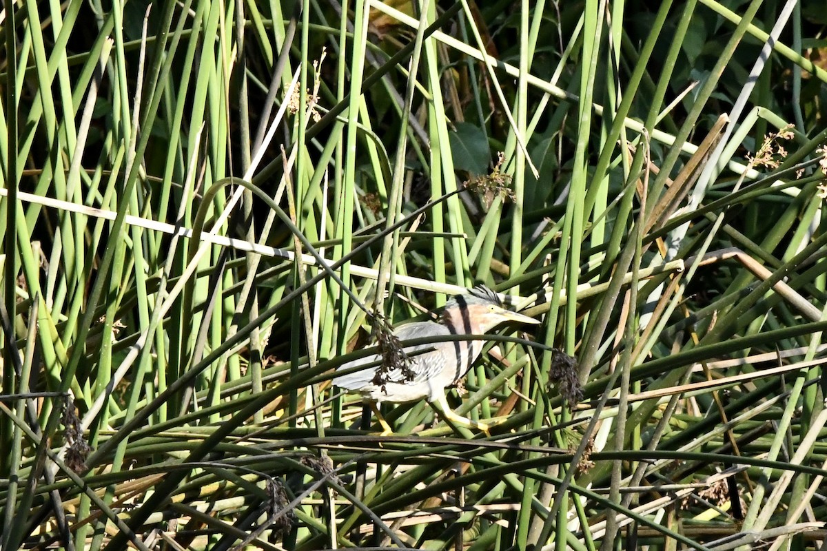 Airone verde - ML646823407