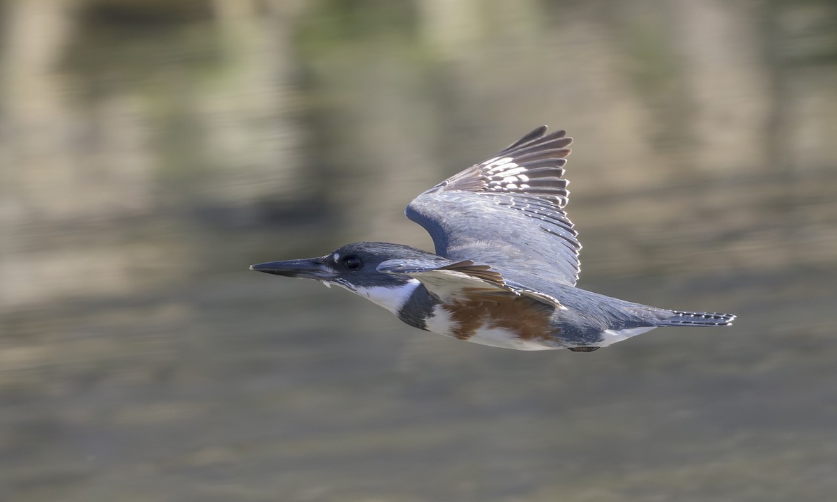 Martin-pêcheur d'Amérique - ML646823409