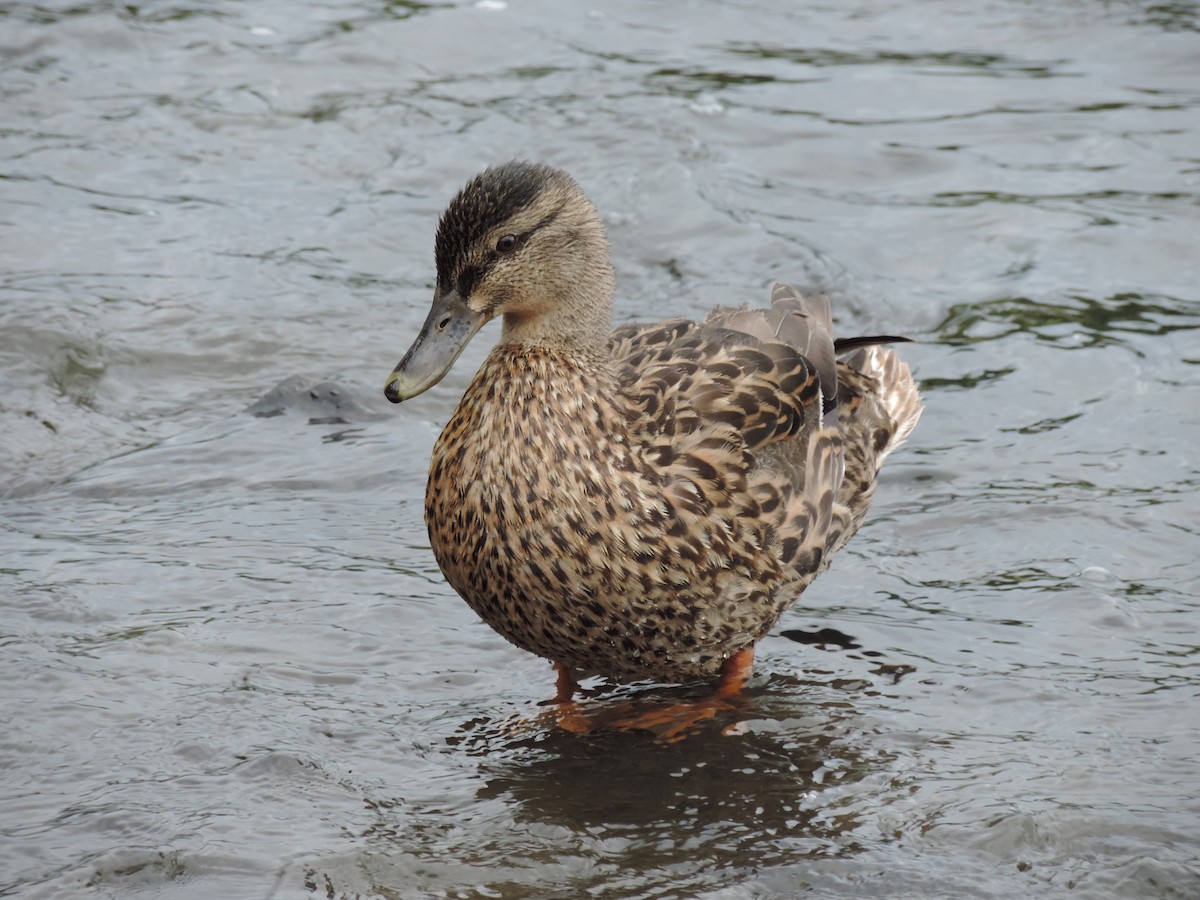 Mallard - Rich Brown