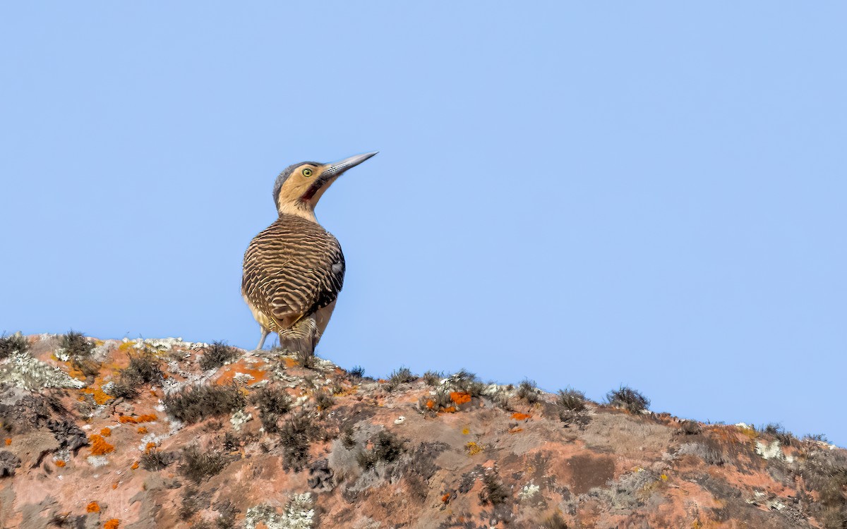 And Ağaçkakanı - ML646823410