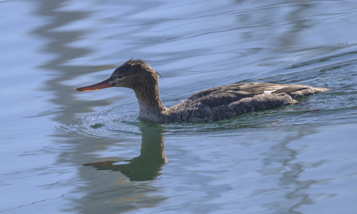 Red-breasted Merganser - ML646823415