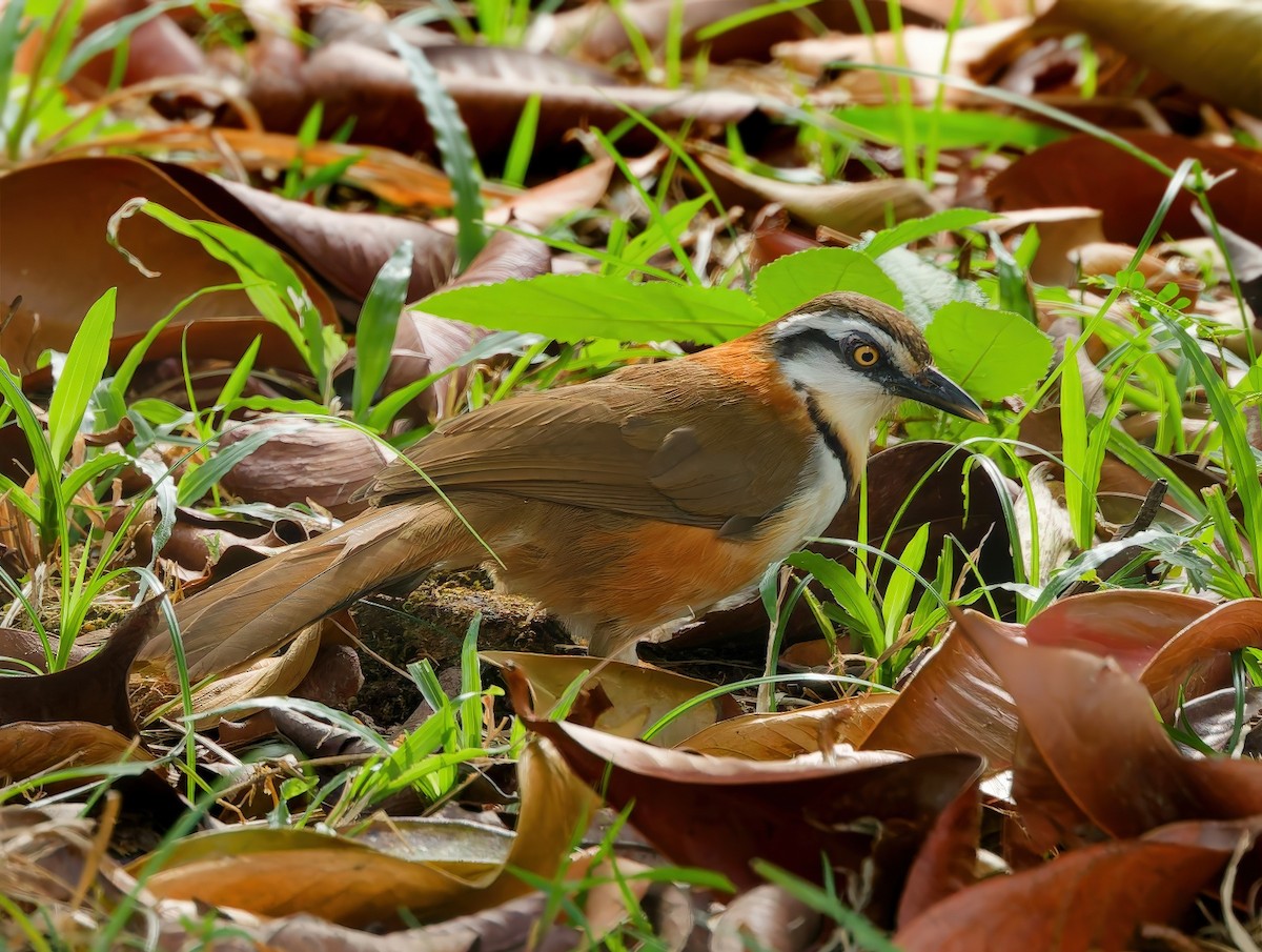 Lesser Necklaced Laughingthrush - ML646823416