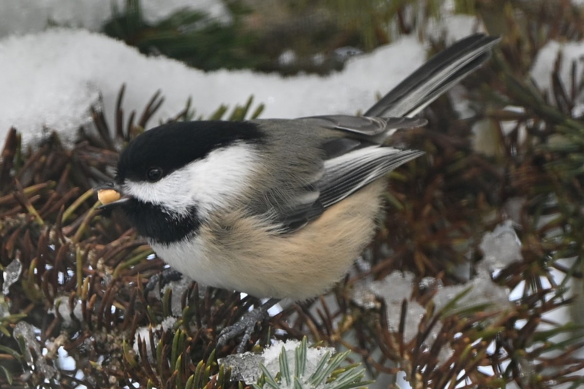 Black-capped Chickadee - ML646823417