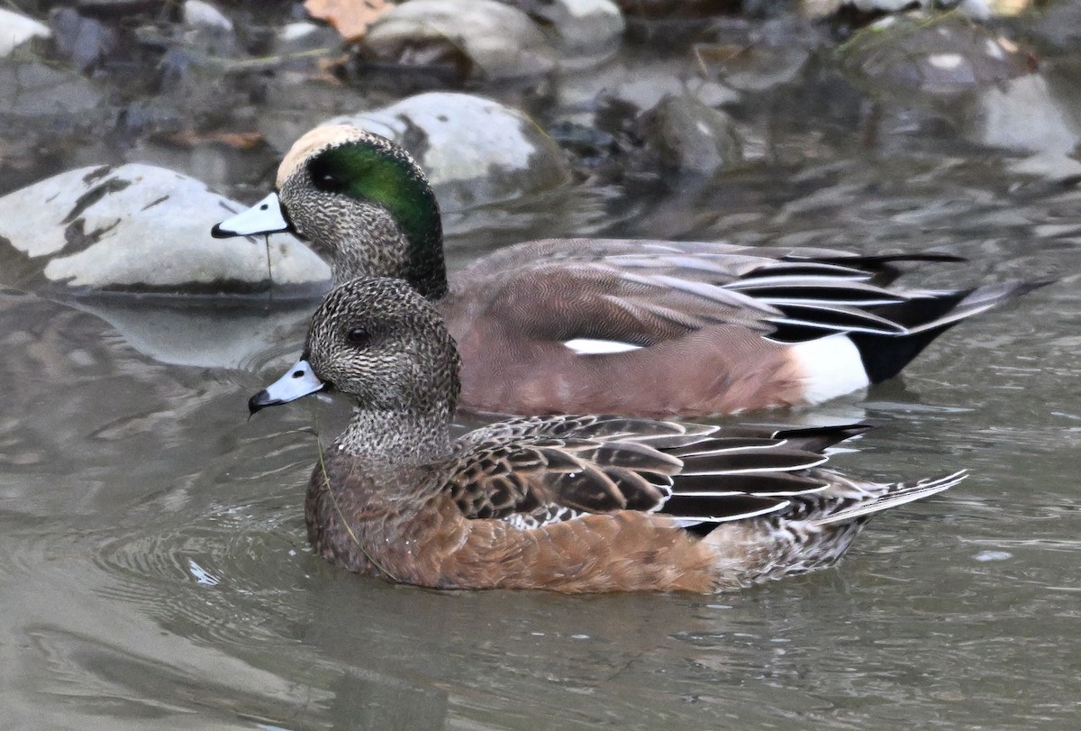 Canard d'Amérique - ML646823418