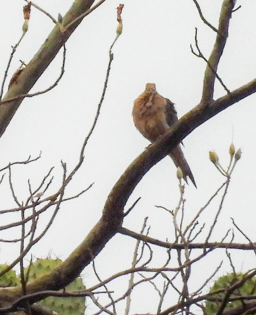 Mourning Dove - ML646823419