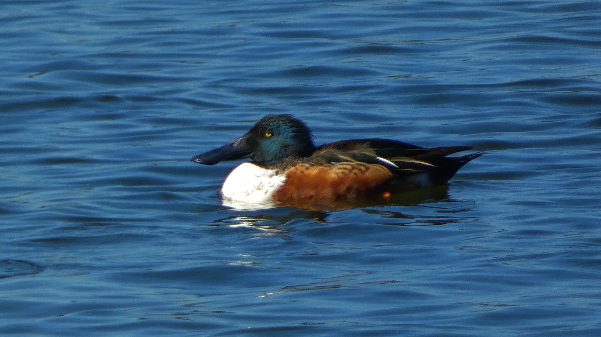 Ahate mokozabal zuria - ML646823420