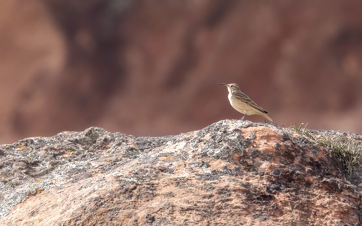 Géositte à bec grêle - ML646823423