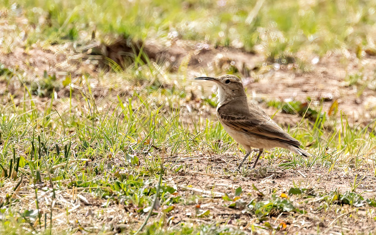 Géositte à bec grêle - ML646823424