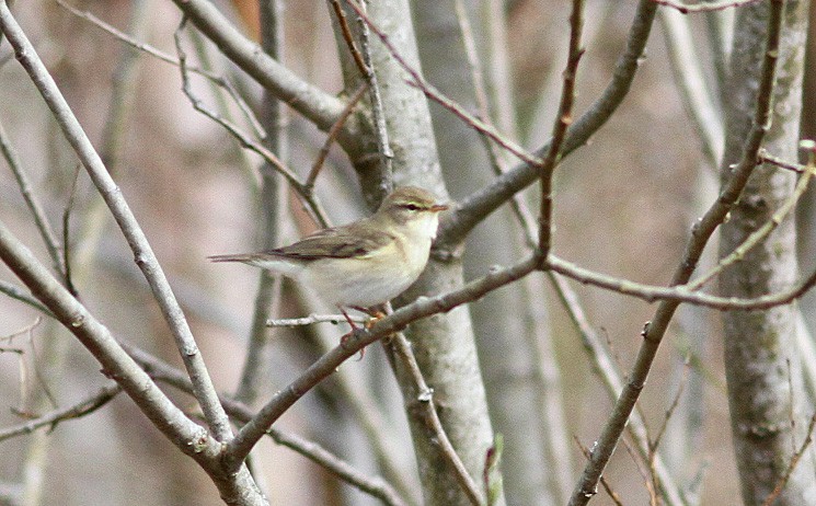 Willow Warbler - ML646823430