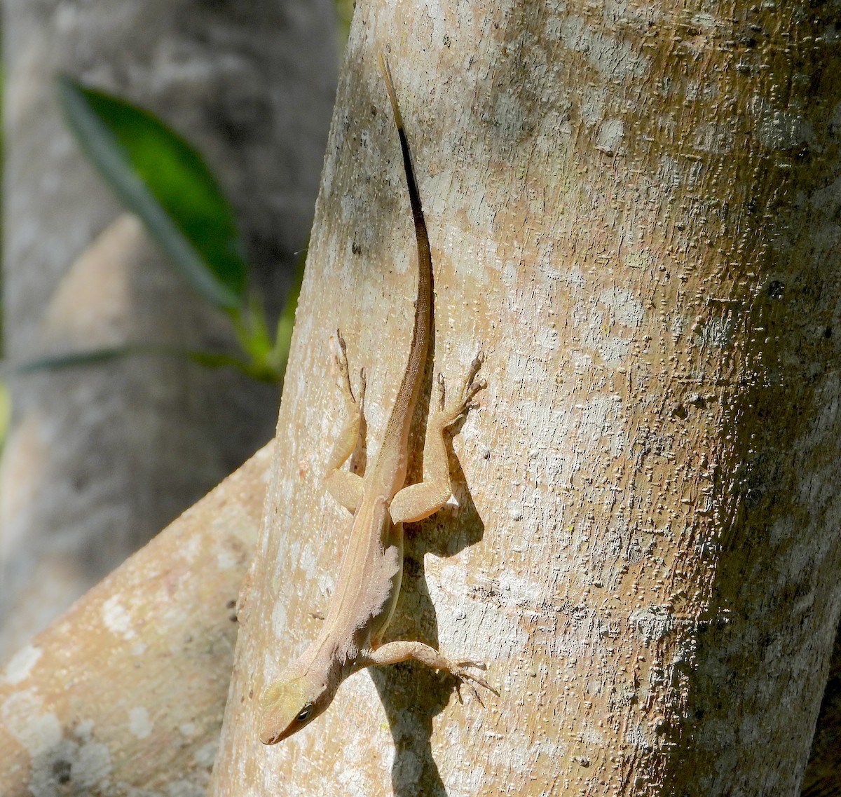 Animals - ML646823431