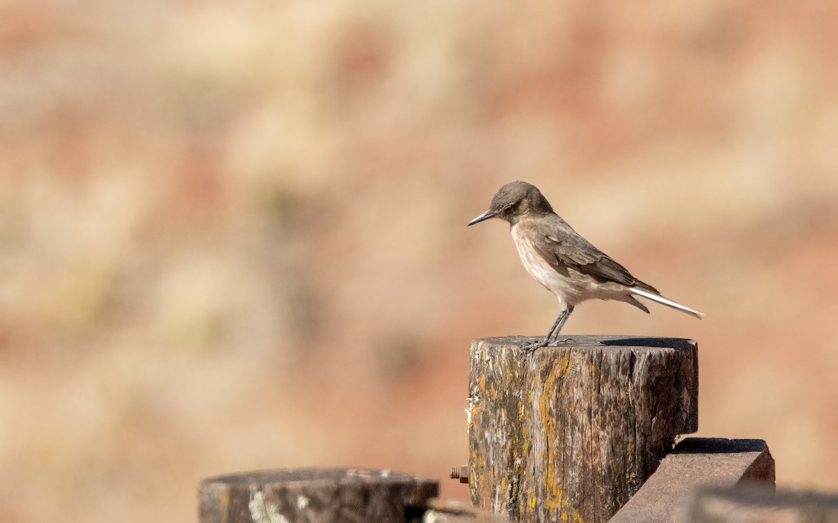 Горный гаучо - ML646823432