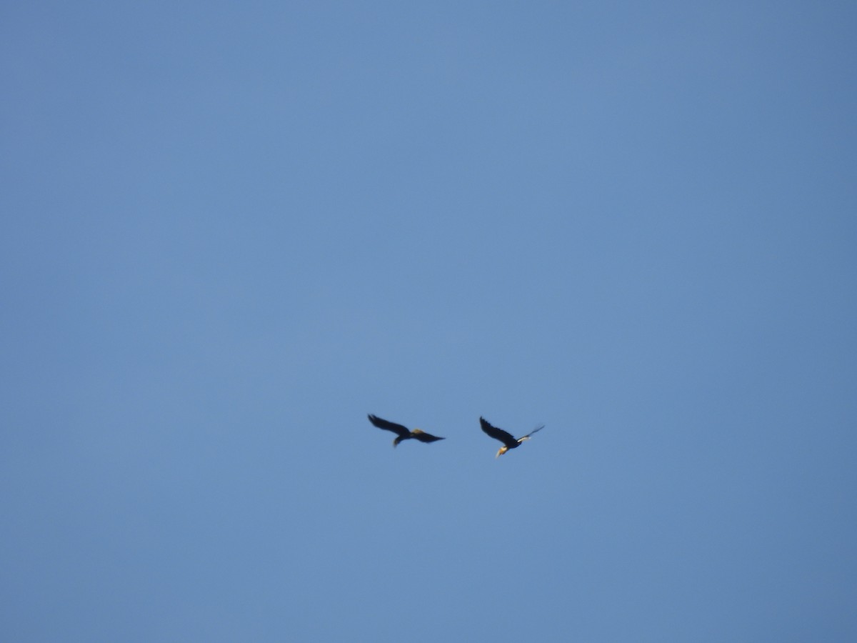 Furchenhornvogel - ML646823433