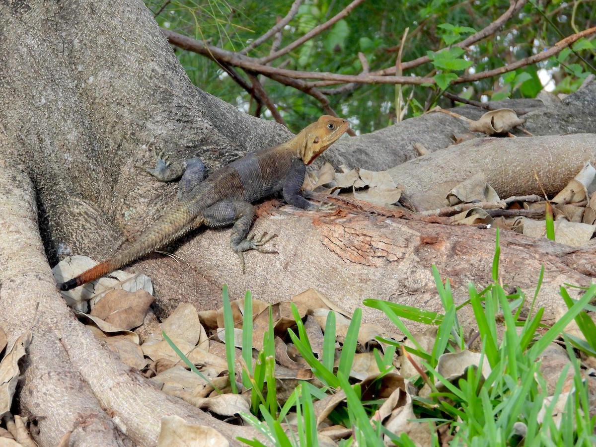 Animals - ML646823435