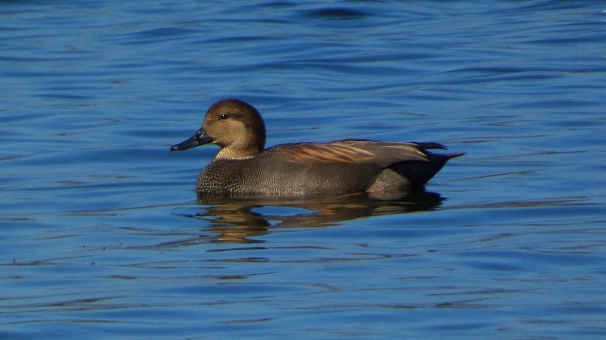 Ipar-ahatea - ML646823436