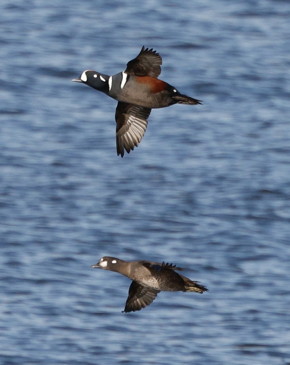 Ahate arlekina - ML646823437