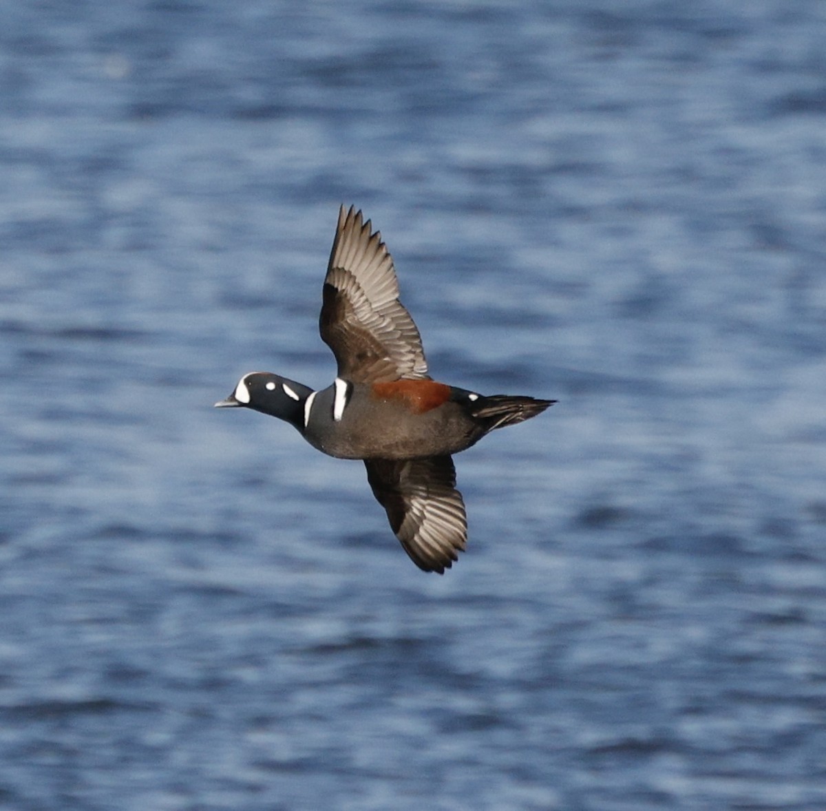 Ahate arlekina - ML646823438