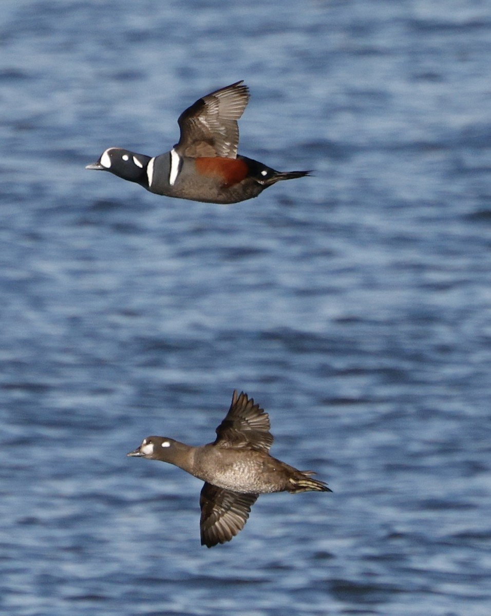 Ahate arlekina - ML646823439