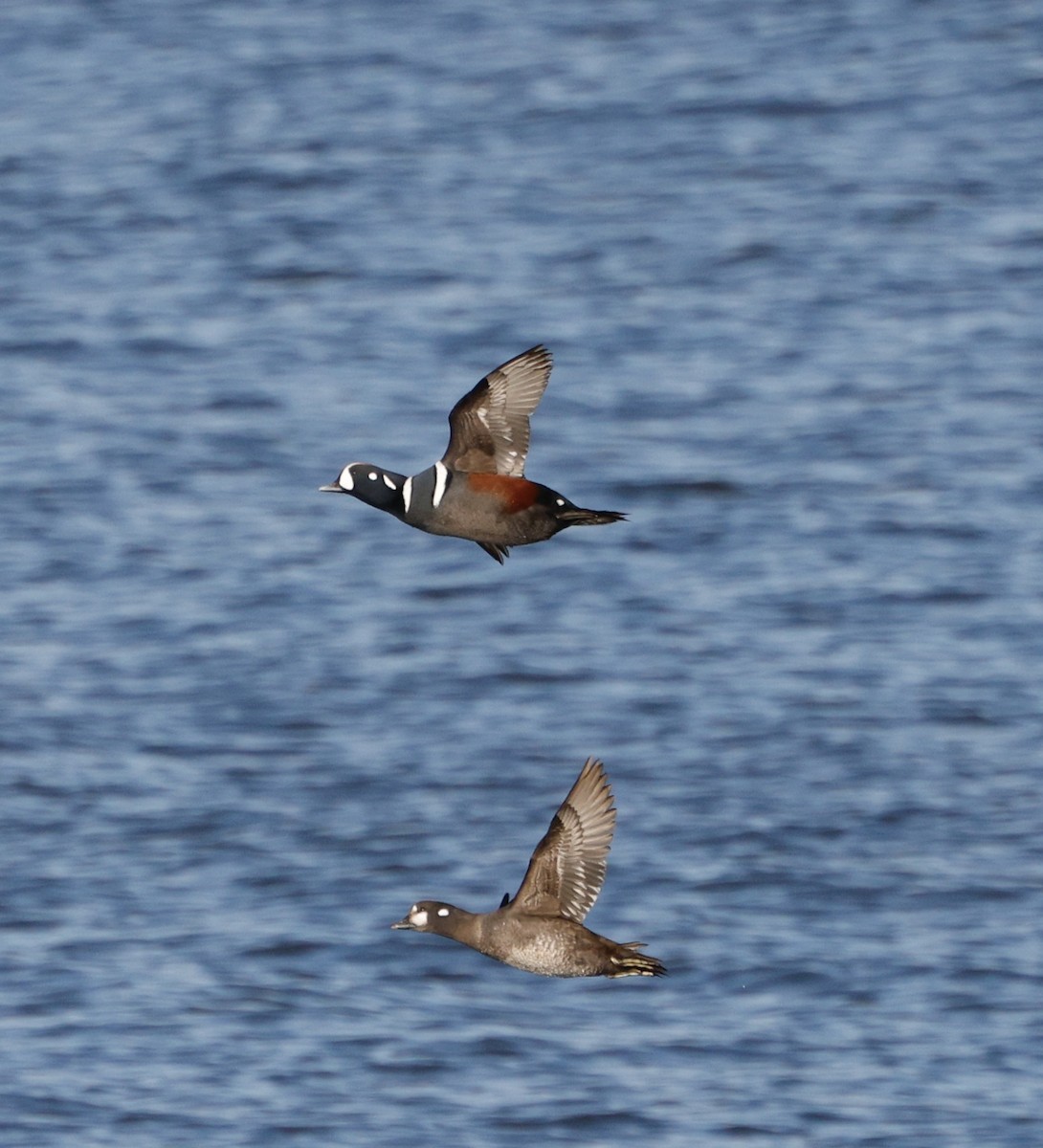 Ahate arlekina - ML646823440