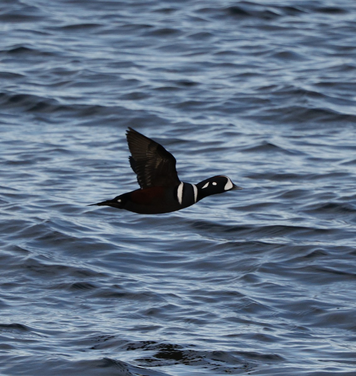 Ahate arlekina - ML646823441