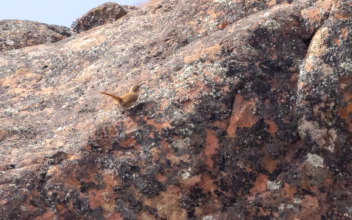 Chilia des Andes - ML646823444