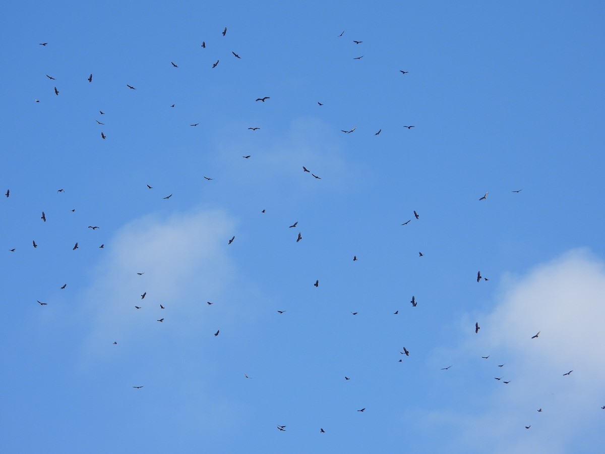 Turkey Vulture - ML646823447