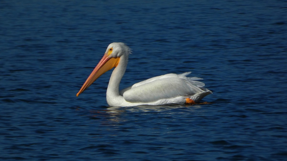 Pelikano zuri amerikarra - ML646823449