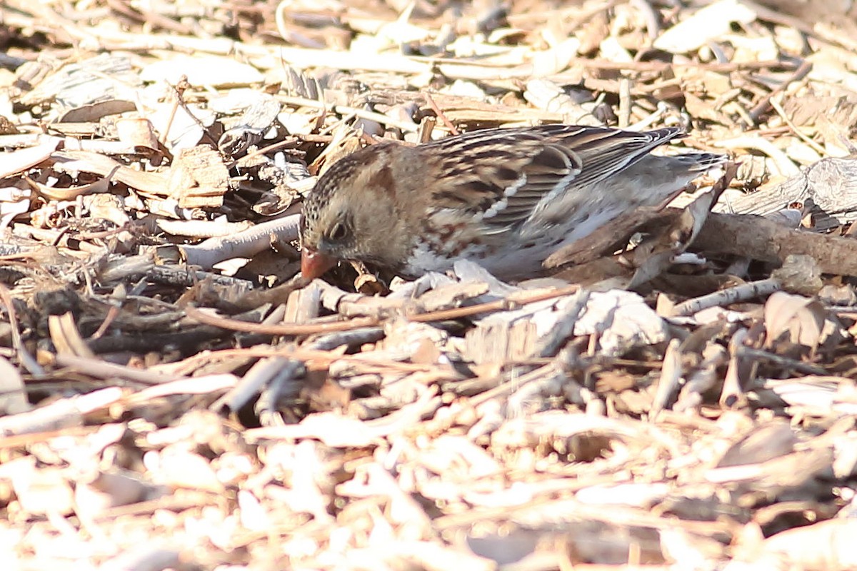 Harrisammer - ML646823450