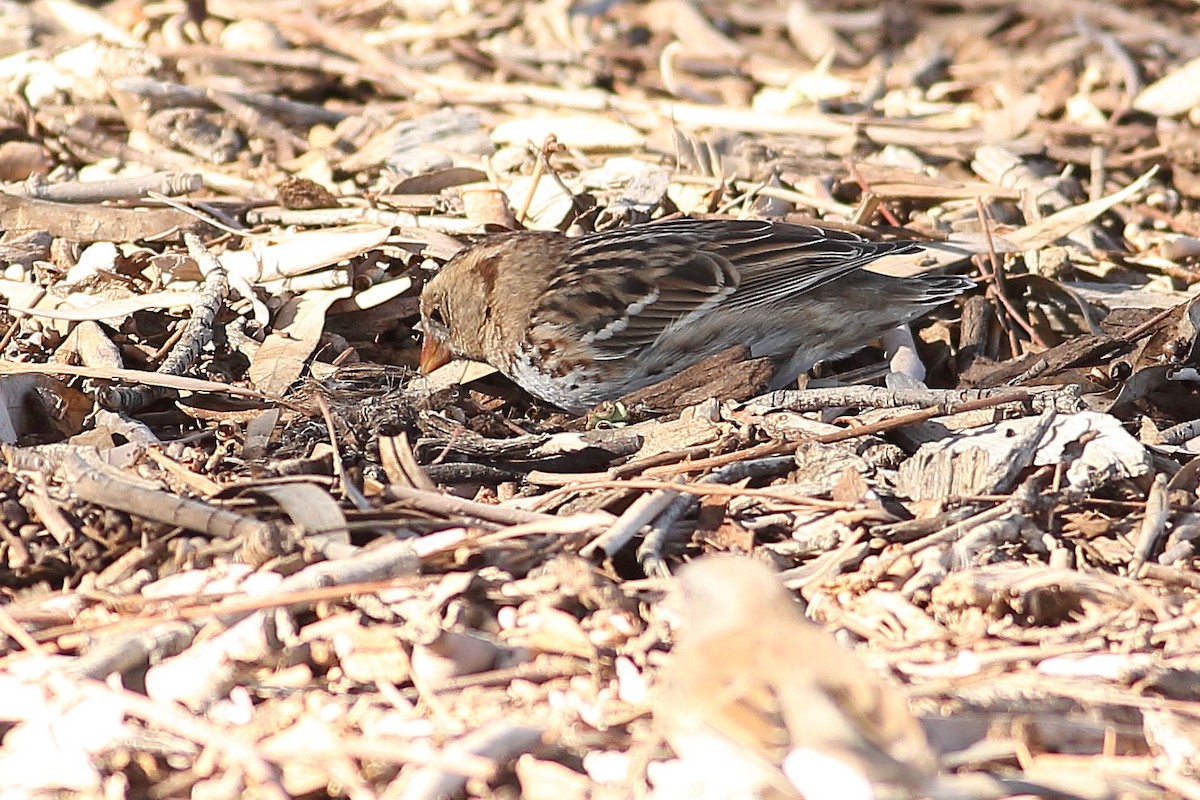 Harrisammer - ML646823451