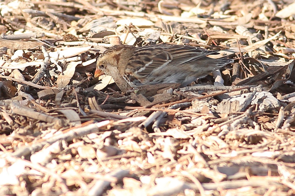 Harrisammer - ML646823452