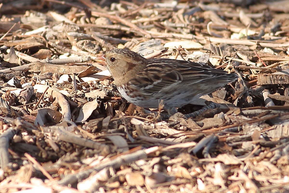 Harrisammer - ML646823453