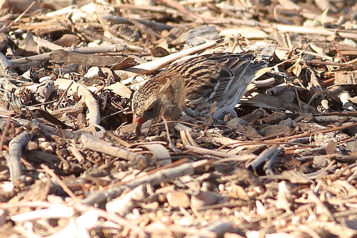 Harrisammer - ML646823454