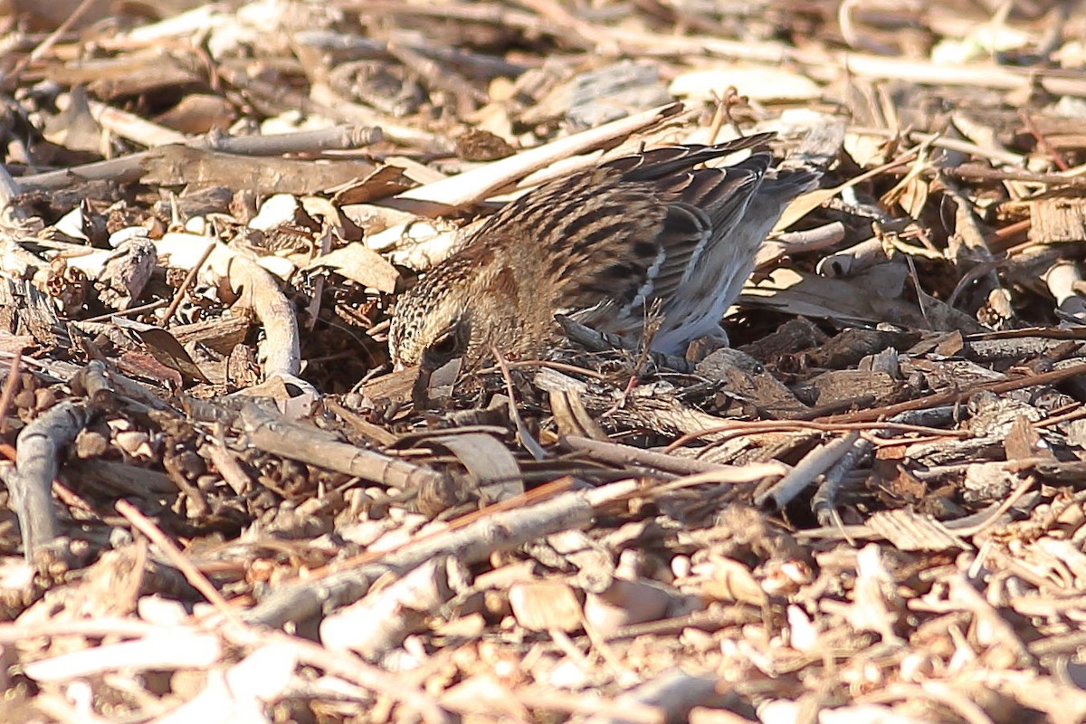 Harrisammer - ML646823455