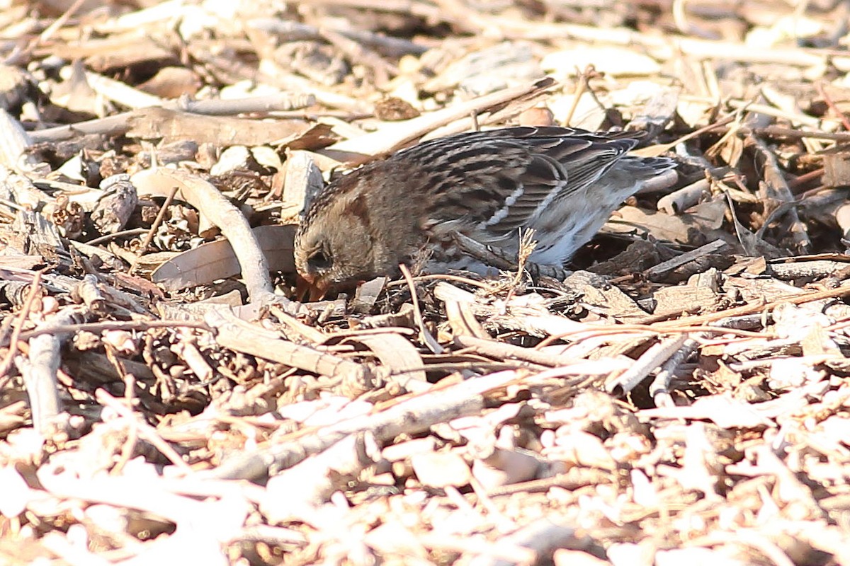 Harrisammer - ML646823456