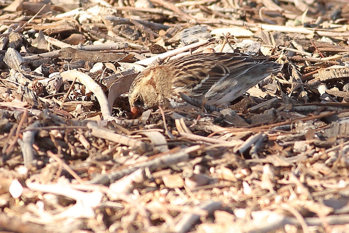 Harrisammer - ML646823457