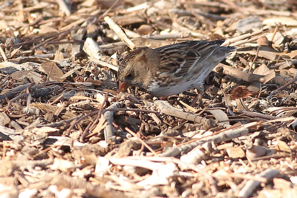 Harrisammer - ML646823458