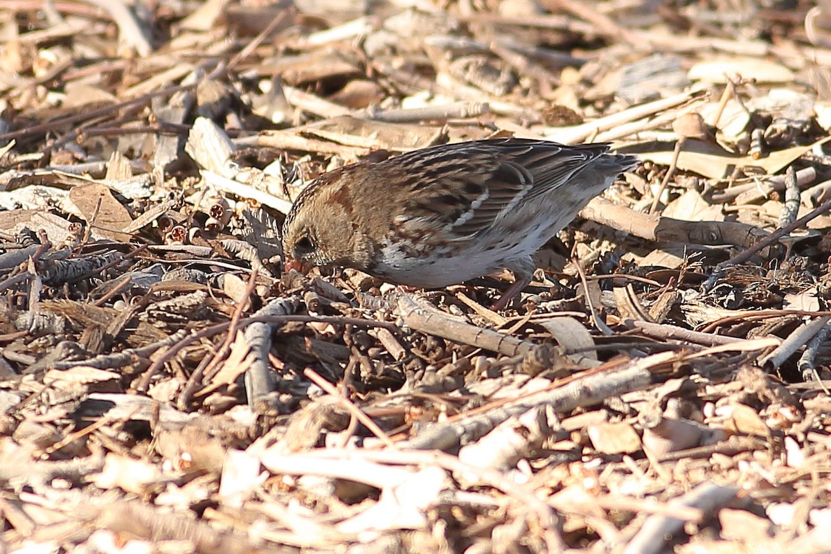 Harrisammer - ML646823459