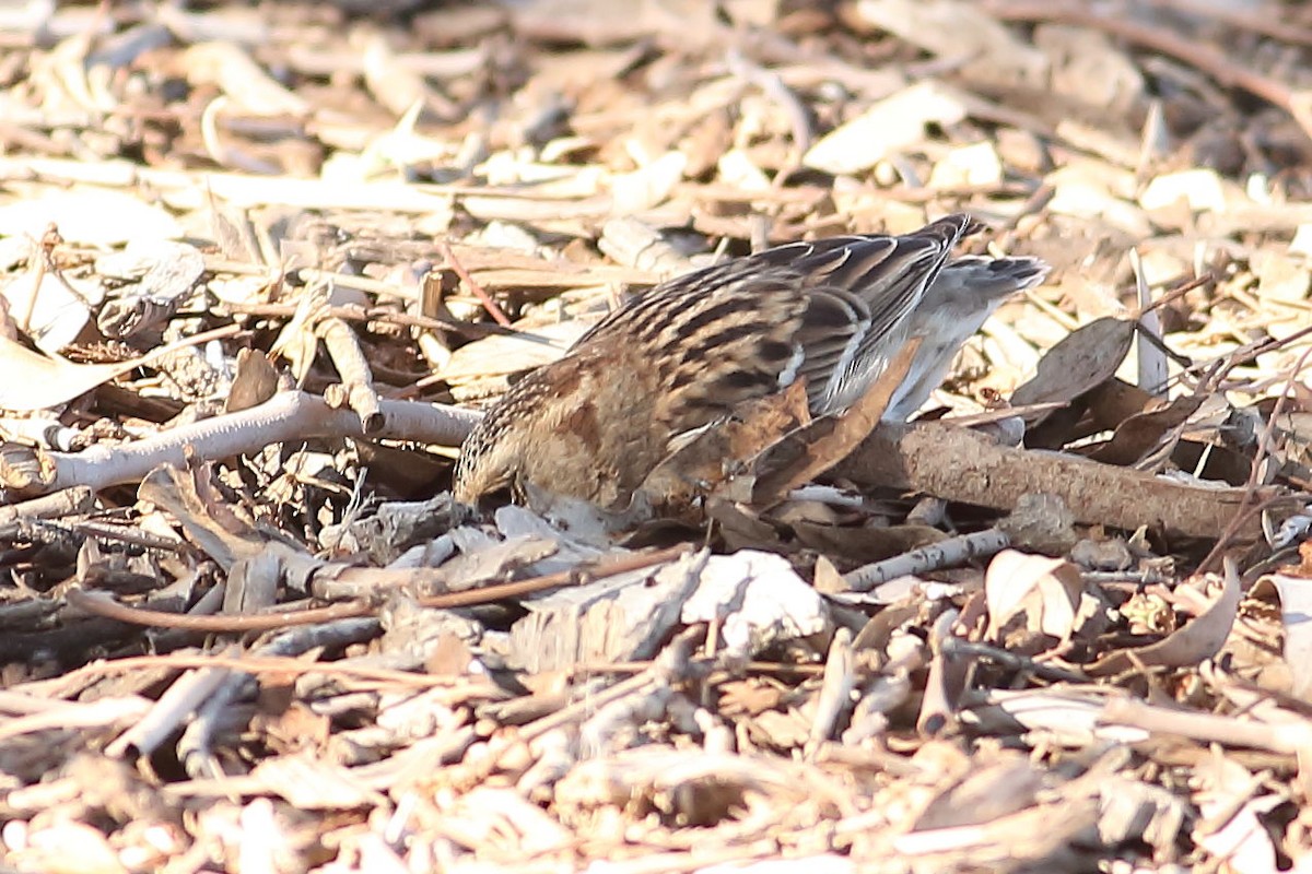 Harrisammer - ML646823464