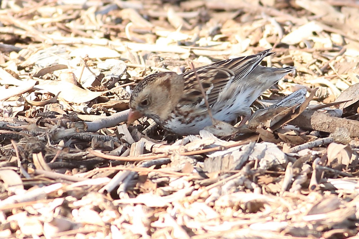 Harrisammer - ML646823465