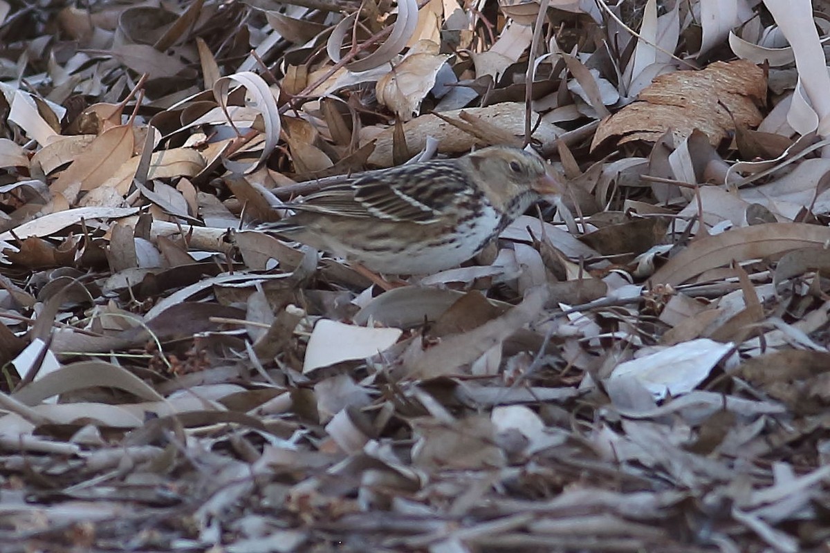 Harrisammer - ML646823466